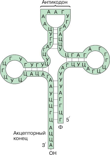 Антикодон участок молекулы трнк