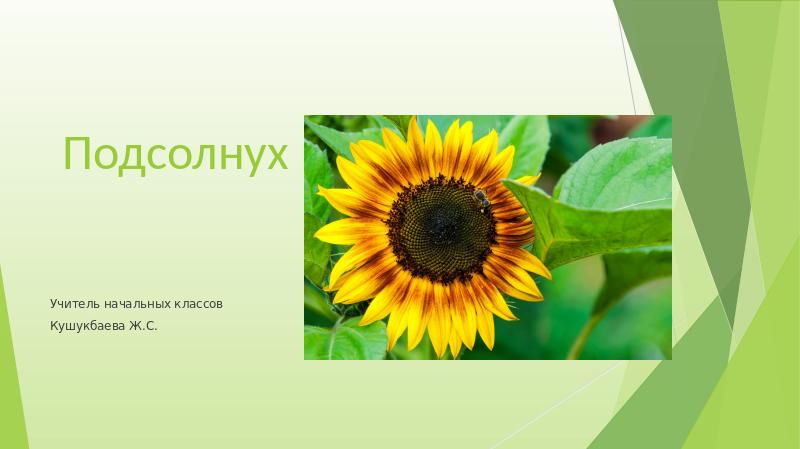 Подсолнух. Описание подсолнуха. Гибрид подсолнечника натали. Подсолнечник кратко. Солнечный великан подсолнух.