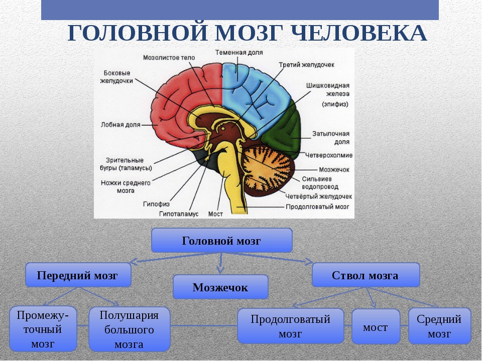 5 основных мозгов. Схема основных отделов головного мозга. Строение головного мозга строение головного мозга. Схема строения отделов головного мозга. Отделы головного мозга 8 класс биология.